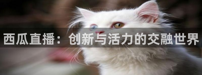 乐球吧jrs直播：西瓜直播：创新与活力的交融世界