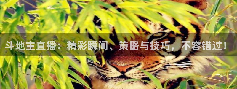 雨燕乐球直播：斗地主直播：精彩瞬间、策略与技巧，不容错过！